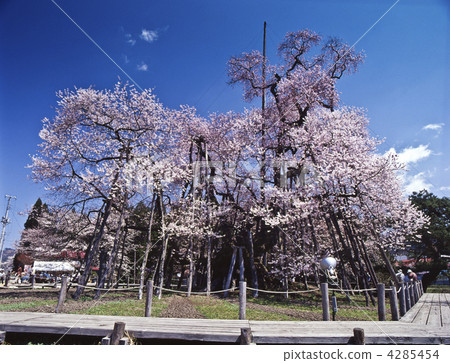Nikki Sakura Corridor, Kubo Sakura 4285454