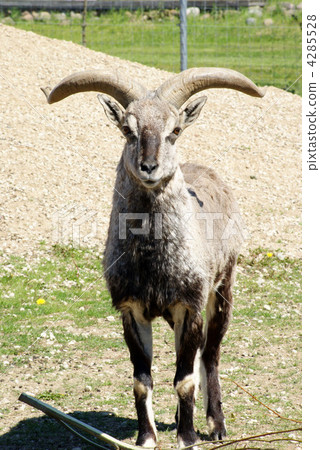 The ram The ram 4285528