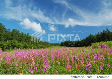The clouds flowing in the blue sky and the flower of the willow flower bloom The clouds flowing in the blue sky and the flower of the willow flower bloom 4286085