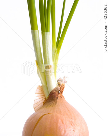 Bulb 4286362