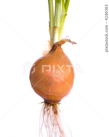 Bulb 4286363
