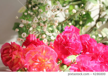 carnation, carnations, bloom 4286800