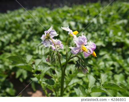 potato, purple, vegetables 4286801