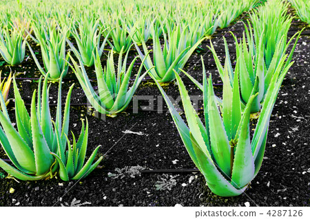 Aloe vera Aloe vera 4287126