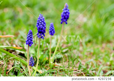 Muscari 4287236