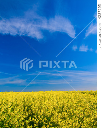 Spring field 4287295