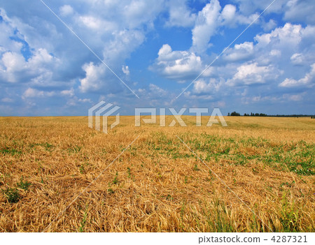 field 4287321