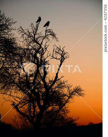 crow and sunset crow and sunset 4287356