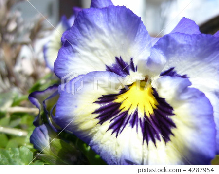 蝴蝶花裝飾春天的花園 蝴蝶花裝飾春天的花園 4287954