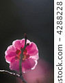Shunko 4288228