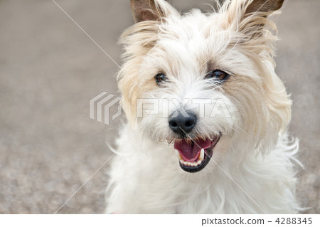 傑克羅素梗犬 4288345