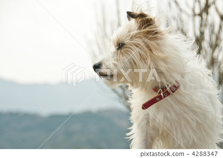 傑克羅素梗犬 4288347