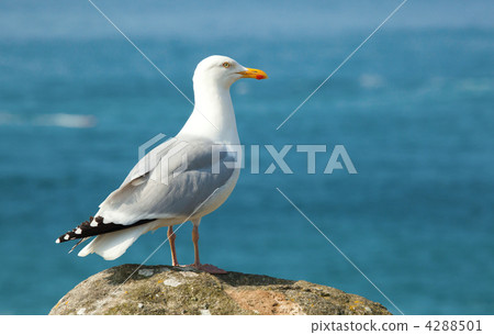 Seagull on a rock Seagull on a rock 4288501