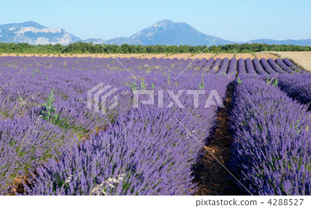 Beautiful lavender field near Valensole, France 4288527