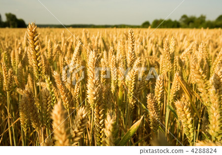 Field of ripe golden wheat Field of ripe golden wheat 4288824
