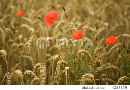 Wheat spikes and beautiful blossoming poppies Wheat spikes and beautiful blossoming poppies 4288839