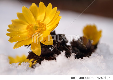 Adonis ramosa 4289147