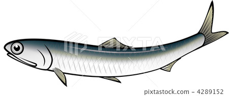 japanese anchovy, sardine, japanese pilchard 4289152