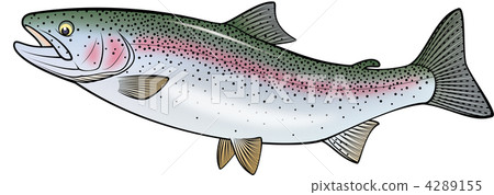 rainbow trout, trout, management fishing location 4289155