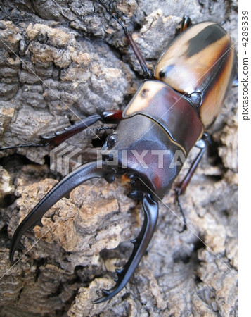 Fab租賃看到了gigwaggata Fab租賃看到了gigwaggata 4289339