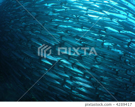A group of barracudas 4289417