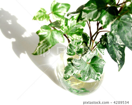 常春藤 葉子 葉 4289534