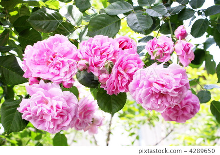 Bunch of pink and tusky vine 4289650