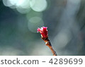 Niwa Nanakamado 4289699