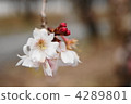 Cold cherry tree 4289801