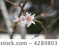 Cold cherry tree 4289803