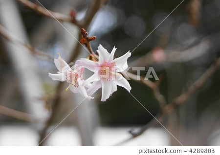 冷櫻桃樹 4289803