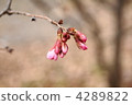 Cold cherry tree 4289822