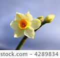 Narcissus 4289834