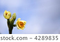 Narcissus 4289835