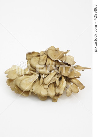 Maitake 4289863