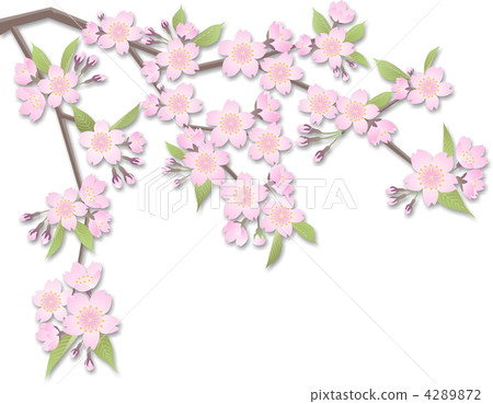 Cherry branch (shadow) Cherry branch (shadow) 4289872