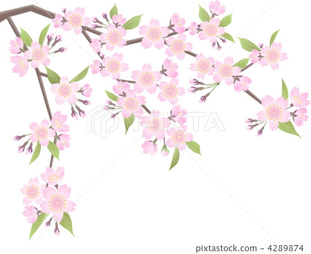 櫻桃分支 4289874