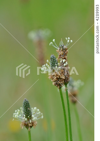 Heraooba Heraooba 4289993