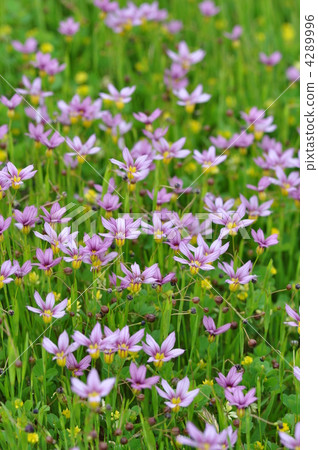 Niwazekishou Niwazekishou 4289996