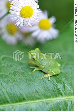 Wild chrysanthemum and bird frog 4290014