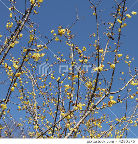 Sosin Ryubai Sosin Ryubai 4290176