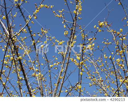 Sosin Ryubai 4290213
