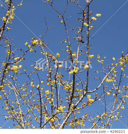 Sosin Ryubai 4290221
