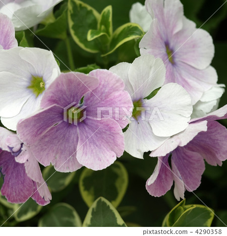 報春花·Obconica 4290358