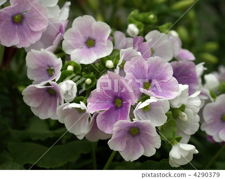 報春花·Obconica 4290379