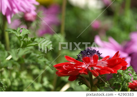 海葵 海葵 4290383