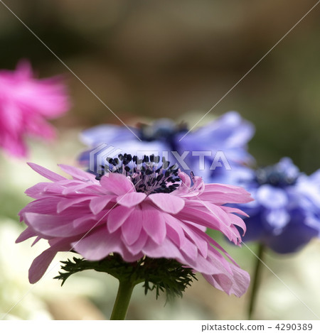 Anemones 4290389