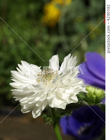 Anemones 4290392