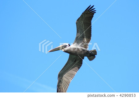 Coarse Pelican 4290853