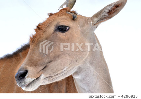 eland, terrestrial animal, horn 4290925